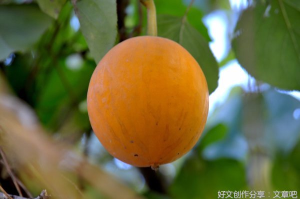 《瓜熟蒂落》好看吗？经典观后感锦集