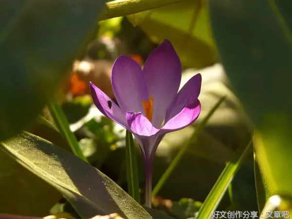 关于句子的唯美语录