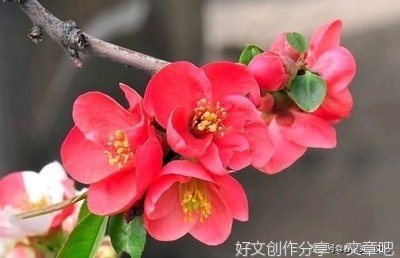 关于云落的句子