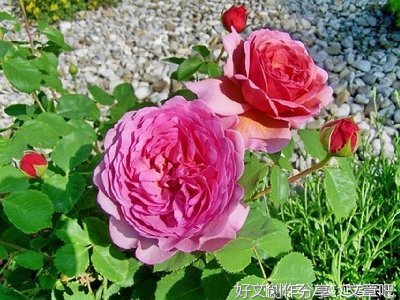 有关你呀的句子