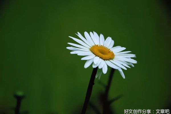 愿你染尽霜华，依然如初