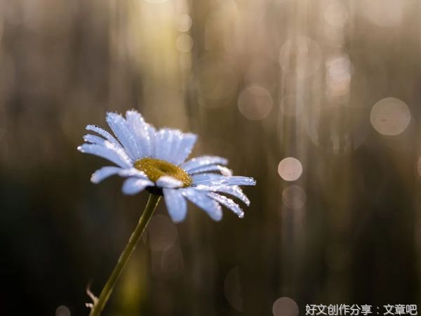 愿你染尽霜华，依然如初