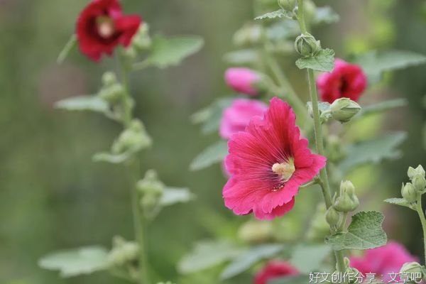 愿你我此生，惊艳时光，也温柔岁月