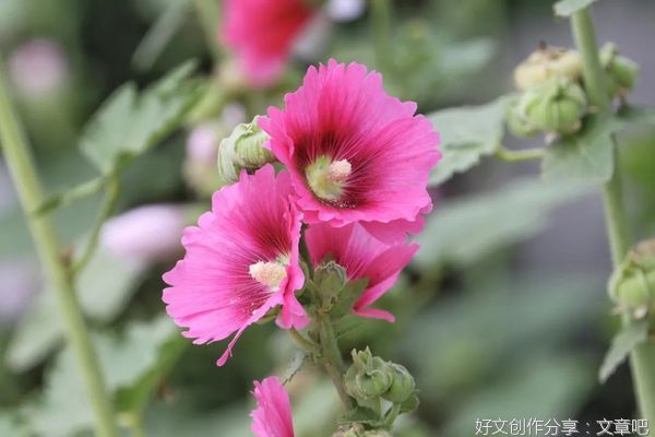 愿你我此生，惊艳时光，也温柔岁月