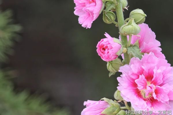 愿你我此生，惊艳时光，也温柔岁月