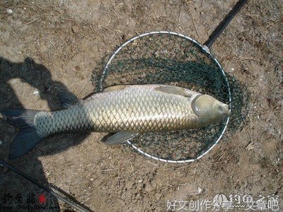 关于吉要子想开一森的名言