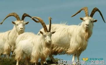 茧读后感锦集