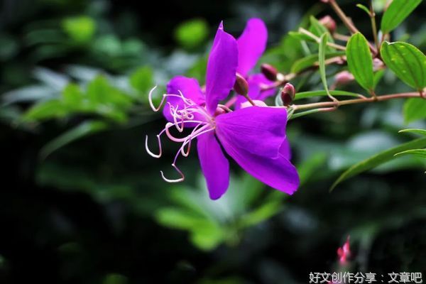 素心如兰，安之若素