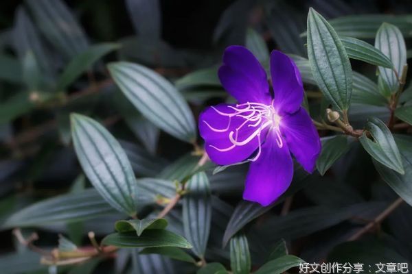 素心如兰，安之若素