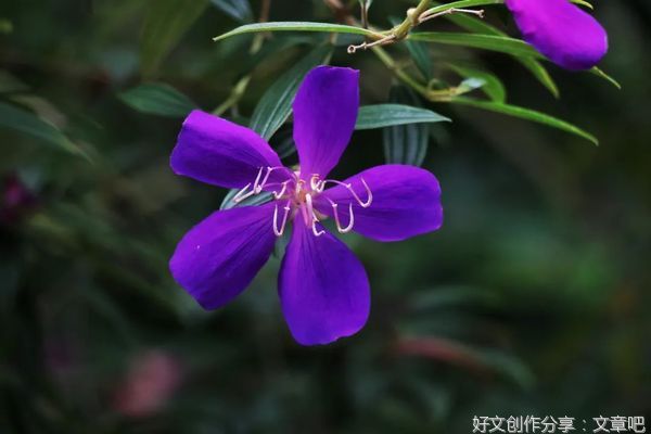 素心如兰，安之若素
