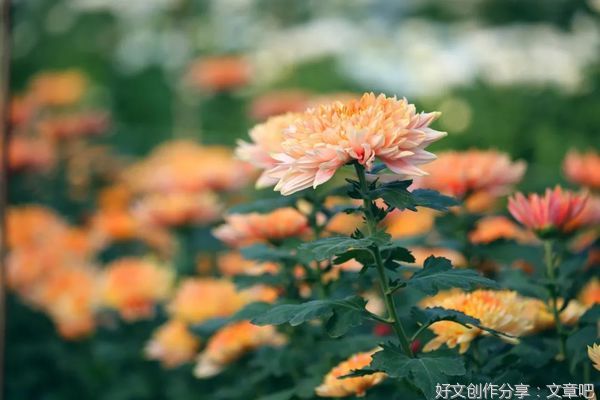人生这趟旅行，安心就好