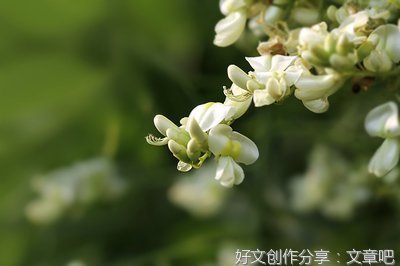 爱梦的优美句子