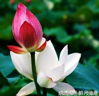 我要经典的句子