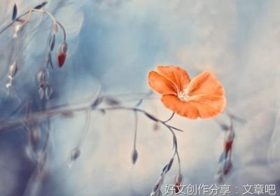 最新的《一棵开花的树》佳句摘抄