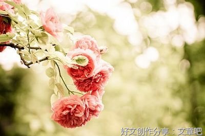 有关读后感的美文美句摘抄