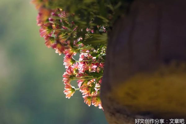 秋天落，心不落