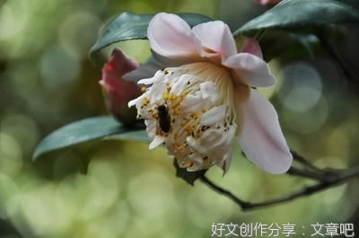 舍不得惊动一只蜜蜂