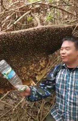 养蜂人之死读后感1000字