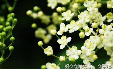 关于古风雅句的优美句子