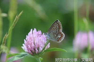 实力至上优美的句子