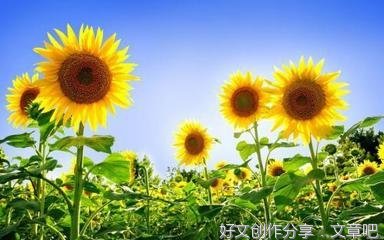 星星上的人优美的句子