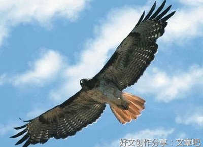 我祖上的怪亲戚读后感100字