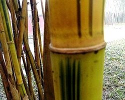 住在乌托邦的咸鱼的句子