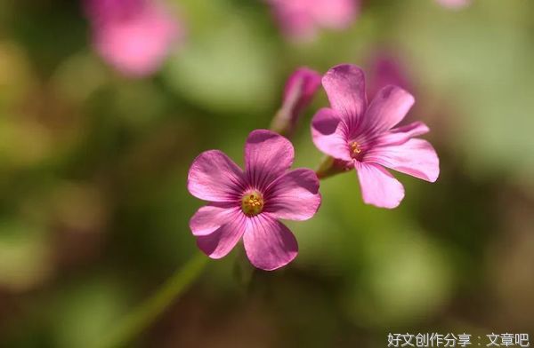  一个家庭有静气，人有福气