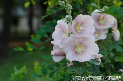 关于梦暖落夕年的优美句子