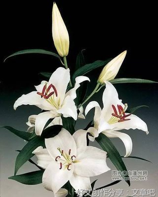 做人要对得起良心经典名句