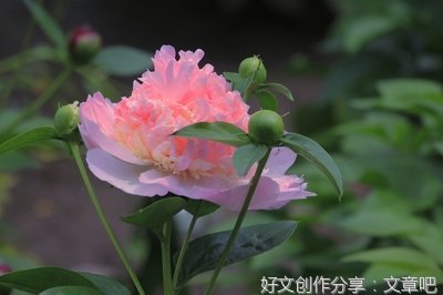 关于撩妹的优美句子