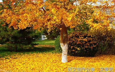 伤感橘子优美的句子