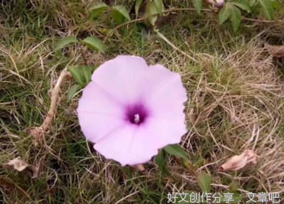 所爱的优美句子