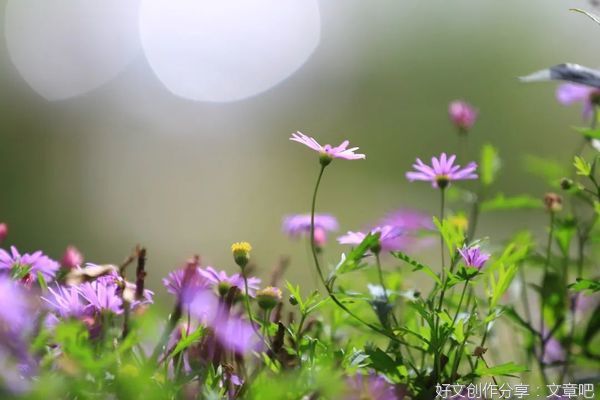 愿所愿皆温柔，所爱皆值得