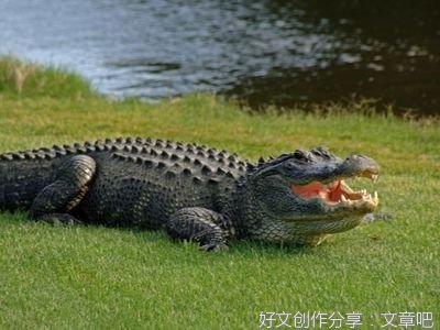 觉无音羽的句子