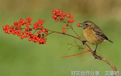 惶恐的乌鸦的优美句子