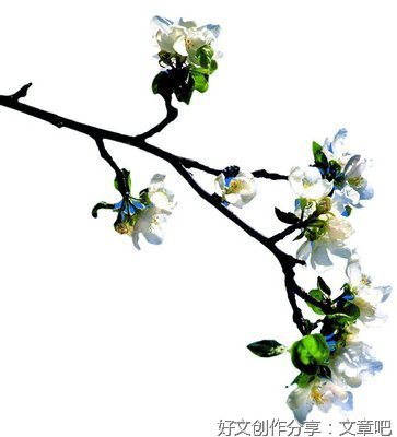 花语樱愿