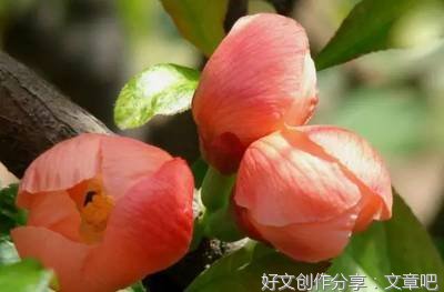 2019木瓜游的名句
