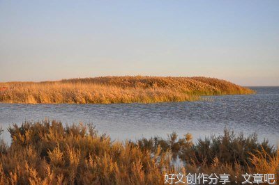 胡杨。经典的句子