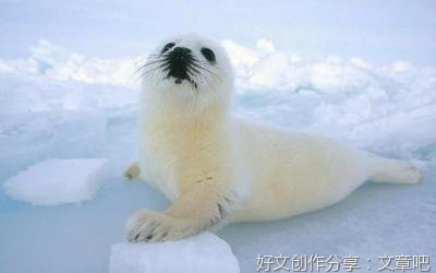 世间的美好事物句子大全