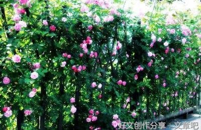 蔷薇花语
