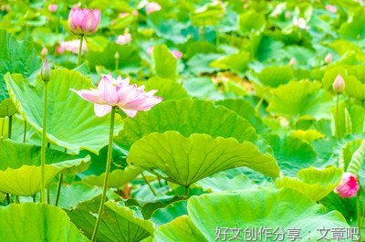 关于一一风荷举的句子
