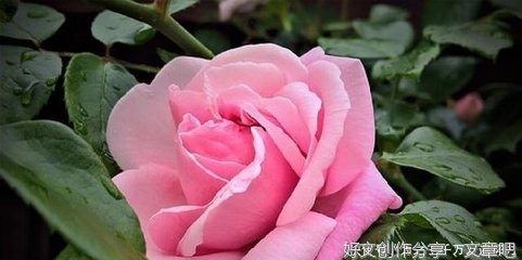 文将军个阮句子