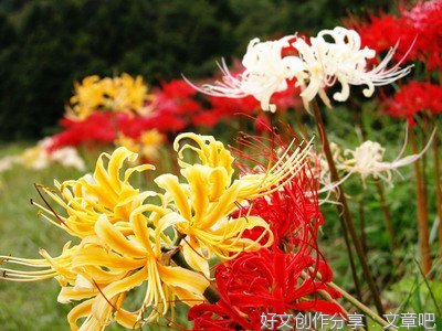 昂阳斗志优美的句子
