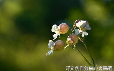 智慧的优美句子