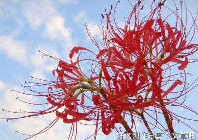 彼岸花句子