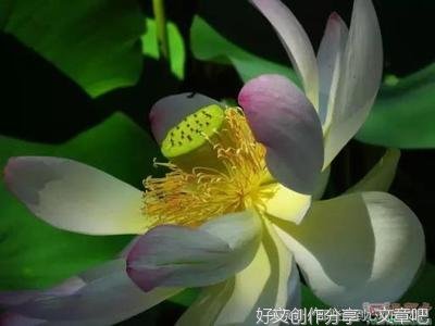 关于快乐的优美句子