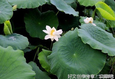 “旅寓心声，文耀沣水”实践调研团进行调研情况汇报