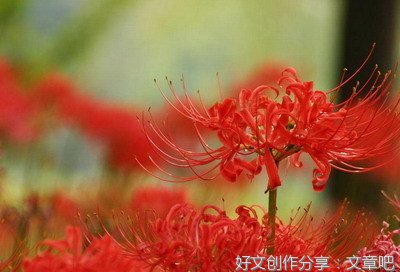 彼岸花语录