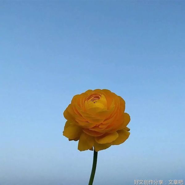 愿你晨起有微笑，笑里有幸福